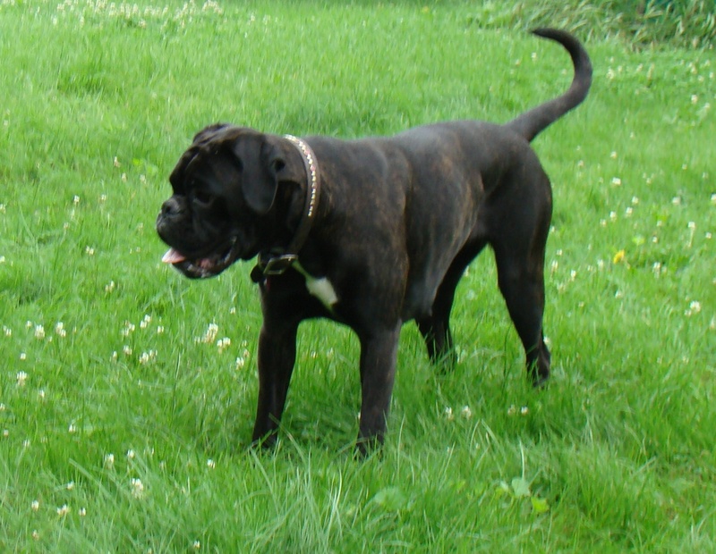Black Boxer Puppy On Grass