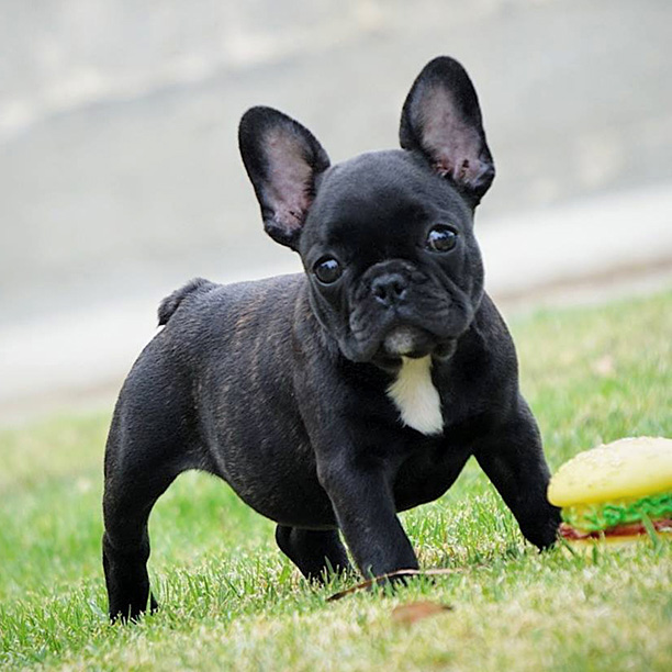 Black Brindle French Bulldog