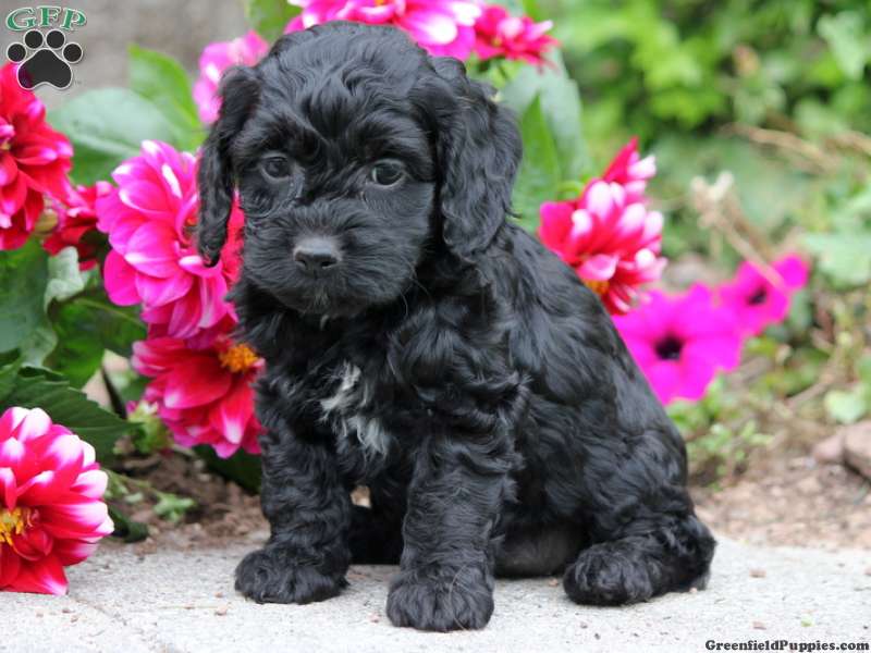 Black Cute Cockapoo Puppy