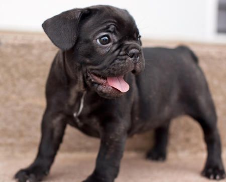 Black Cute French Bulldog Picture