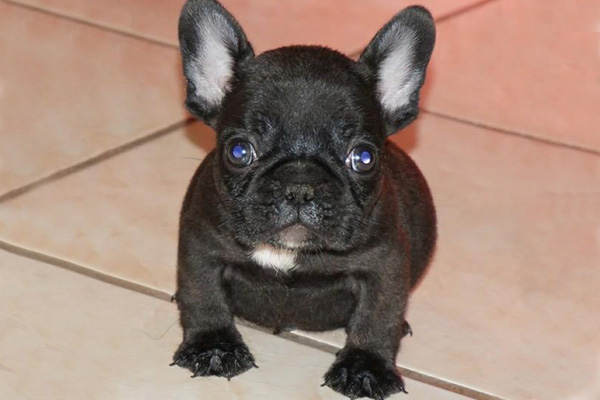 Black Cute French Bulldog Puppy Picture