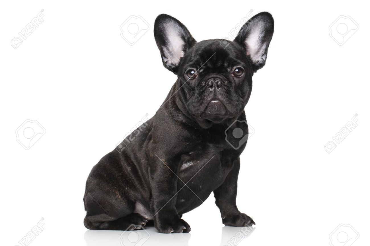 Black Cute French Bulldog