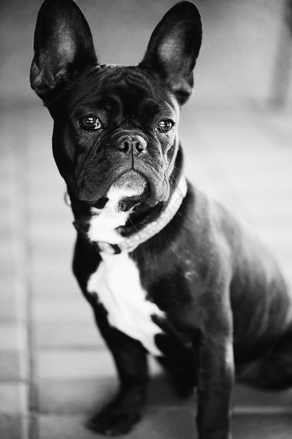 Black French Bulldog Beautiful Picture