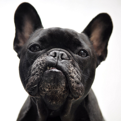 Black French Bulldog Face