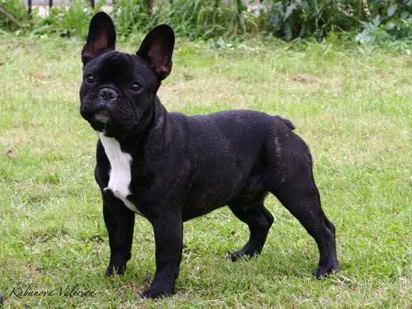 Black French Bulldog In Lawn Picture