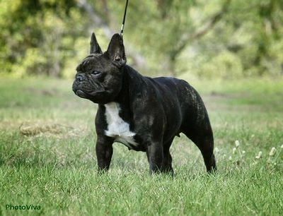 Black French Bulldog In Lawn