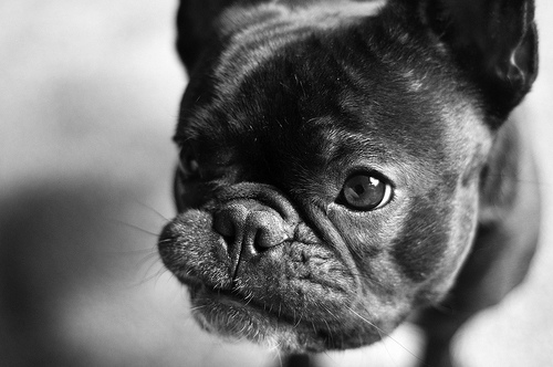 Black French Bulldog Puppy Face
