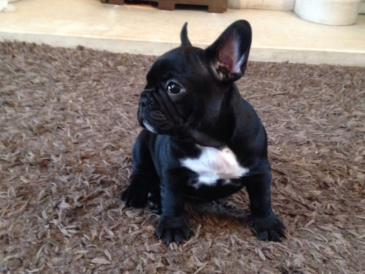 Black French Bulldog Puppy Picture