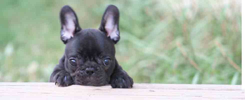 Black French Bulldog Puppy Picture