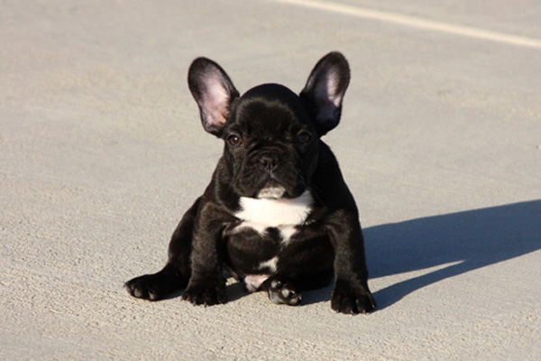 Black French Bulldog Puppy Sitting