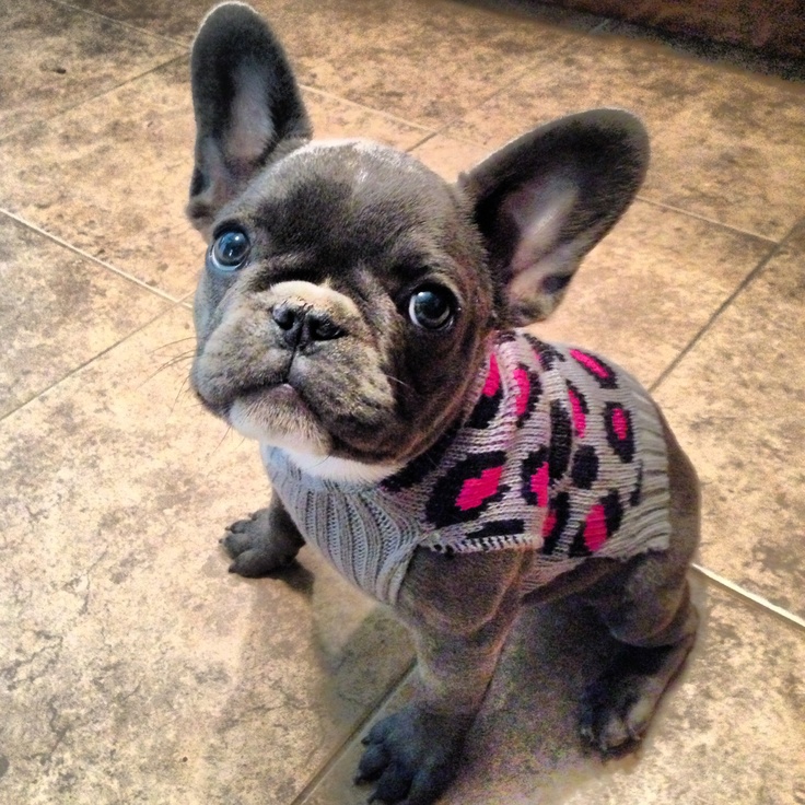 Black French Bulldog Puppy Wearing Sweater