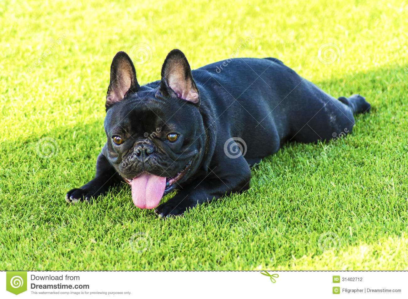 Black French Bulldog Sitting In Lawn