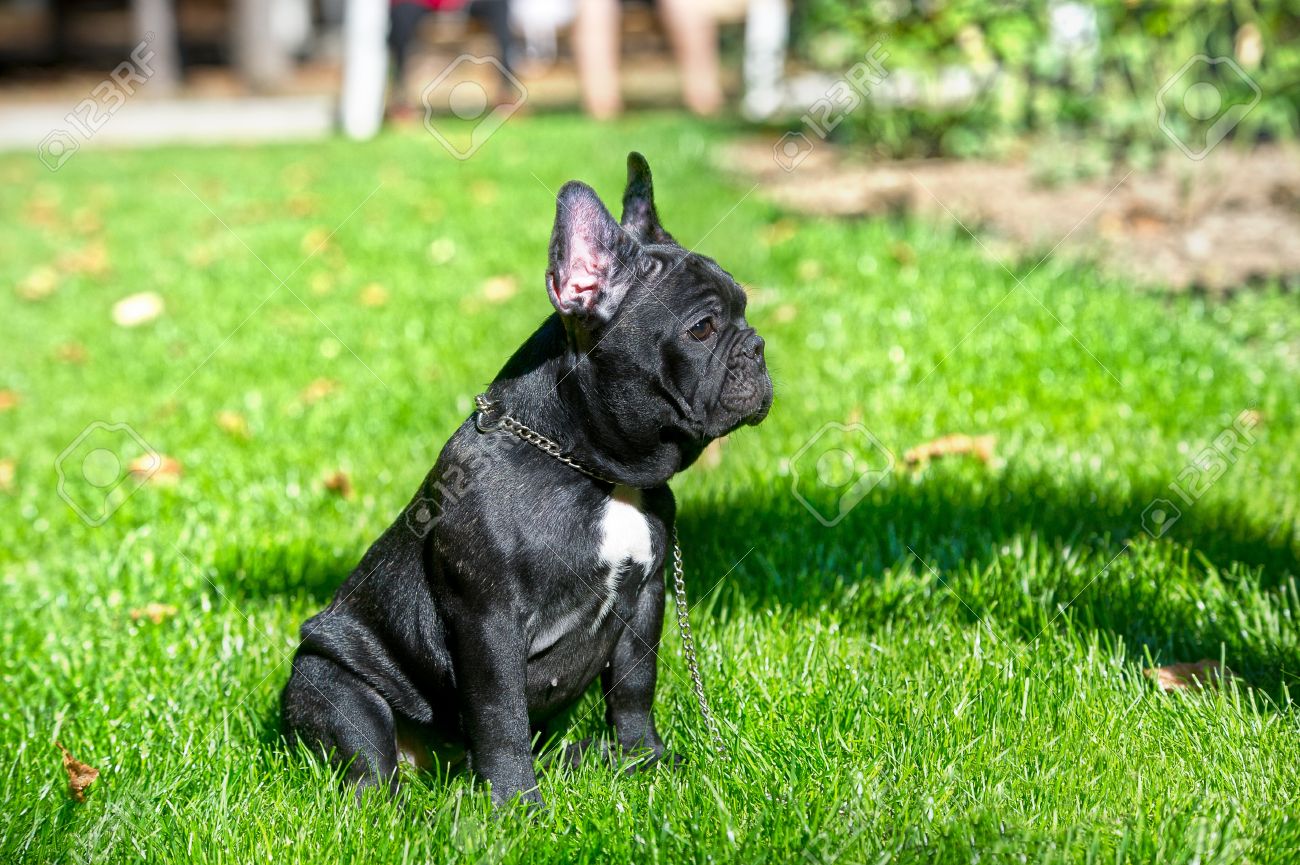 Black French Bulldog Sitting On Grass