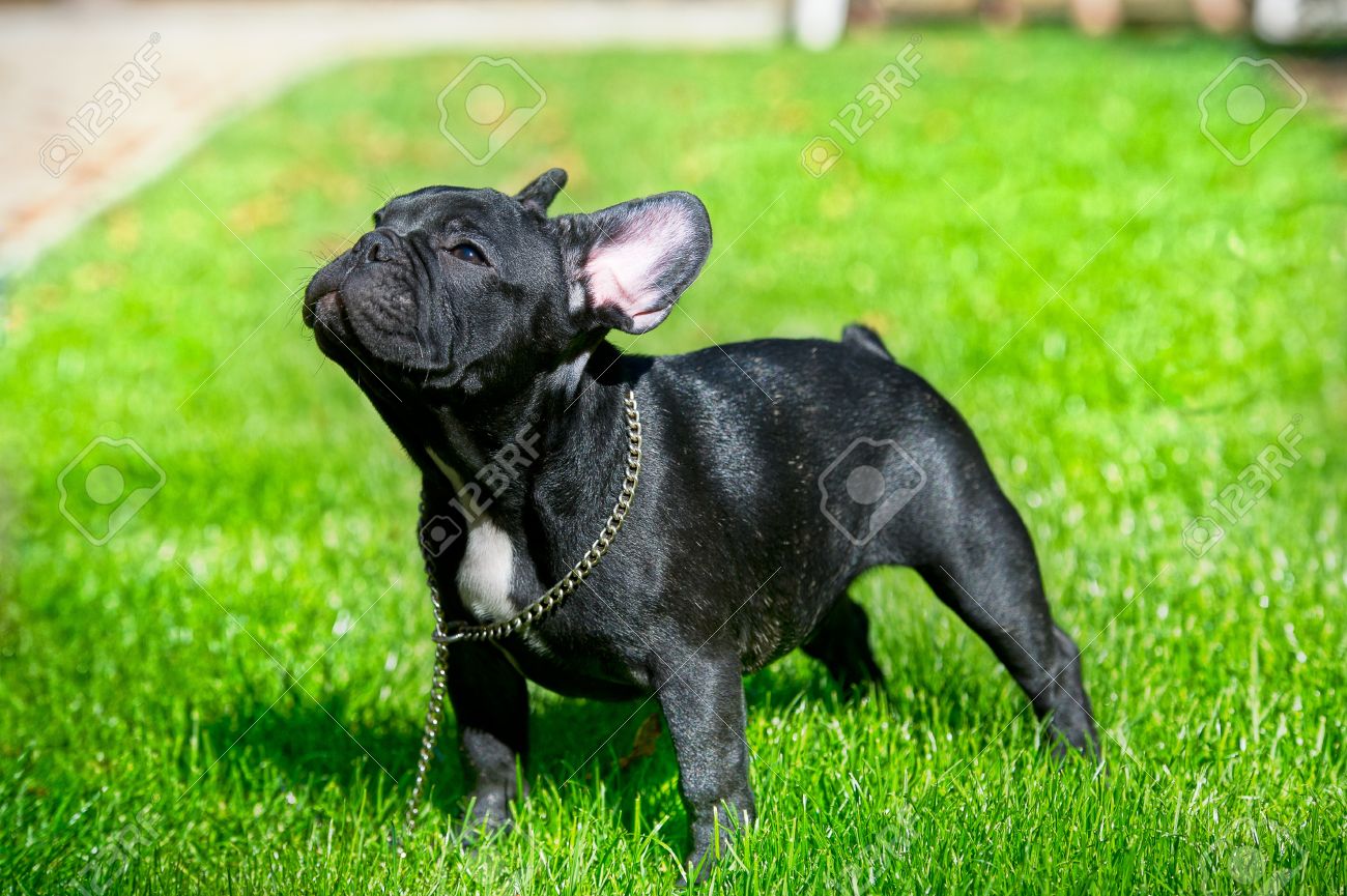 Black French Bulldog Standing On Grass