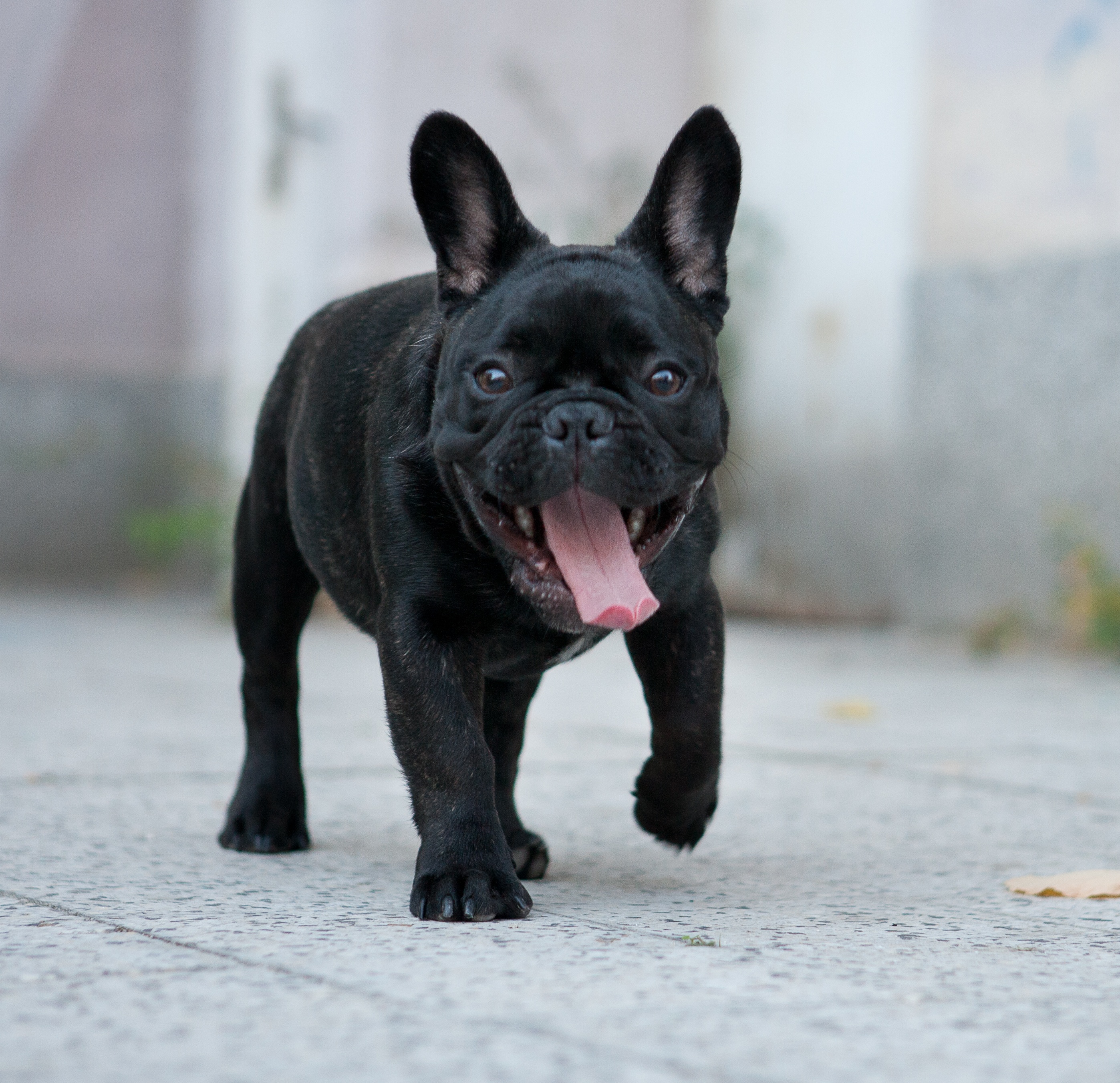 Black French Bulldog Walking
