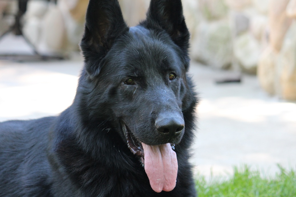 Black German Shepherd Dog Face Picture