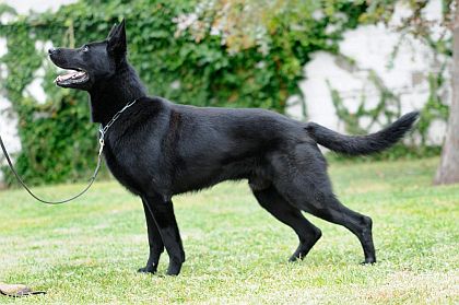 Black German Shepherd Dog Image