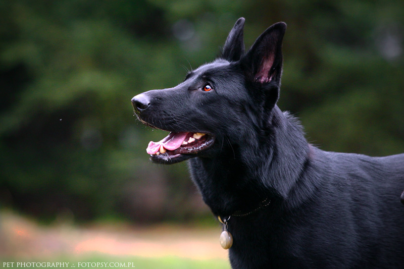 Black German Shepherd Dog Photo