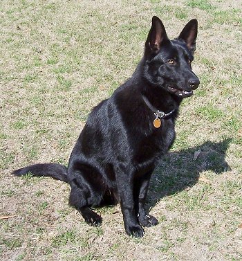 Black German Shepherd Dog Picture