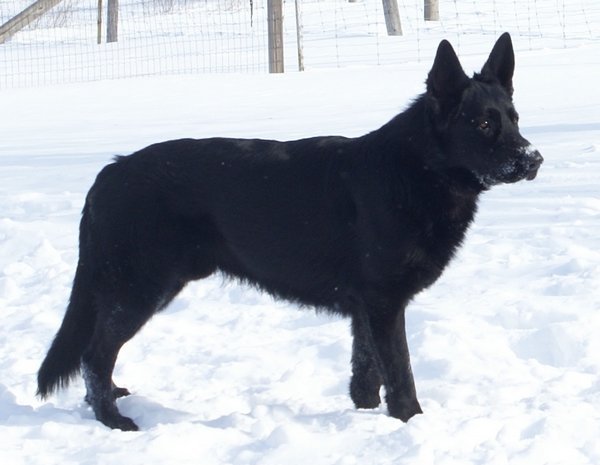 Black German Shepherd Dog Playing In Snow
