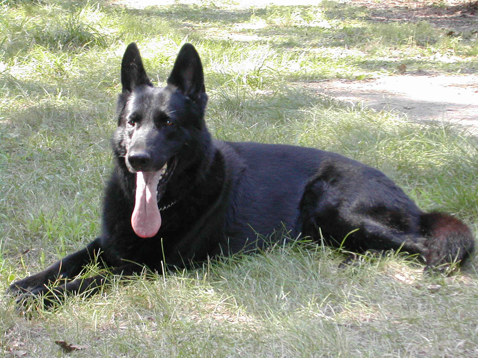 Black German Shepherd Dog Relaxing Picture