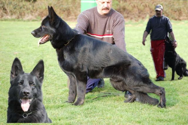 Black German Shepherd Dogs Picture