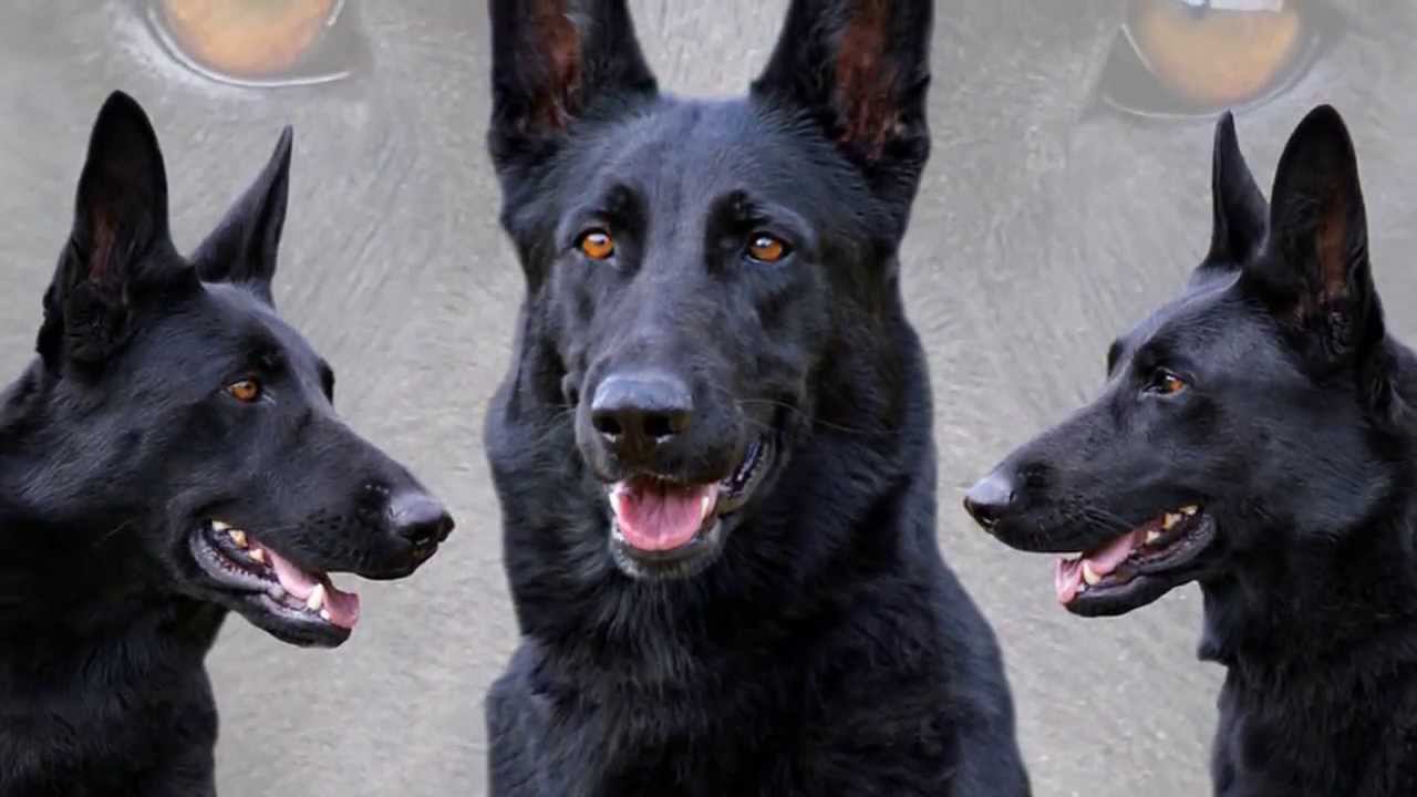 Black German Shepherd Dogs
