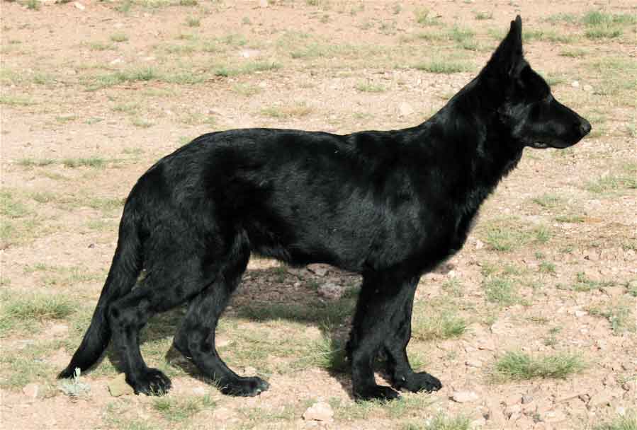 Black German Shepherd Image