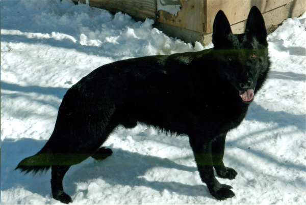 Black German Shepherd In Snow
