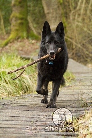 Black German Shepherd Running With Stick In Mouth
