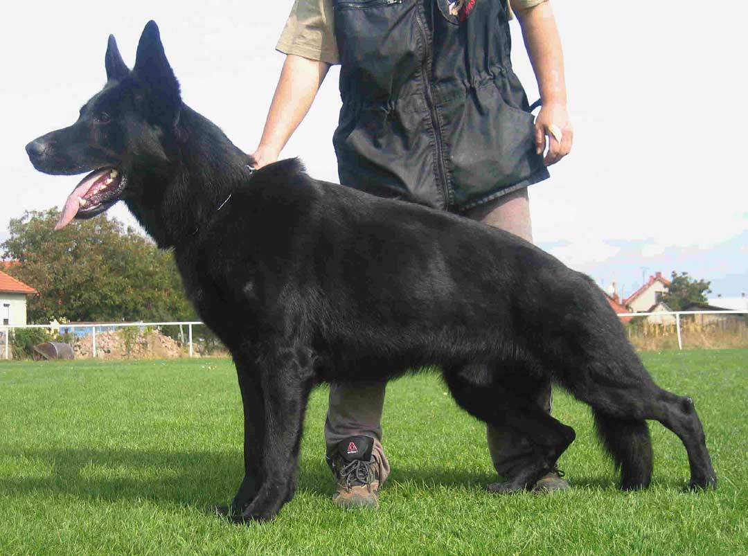 Black German Shepherd Working Dog Picture