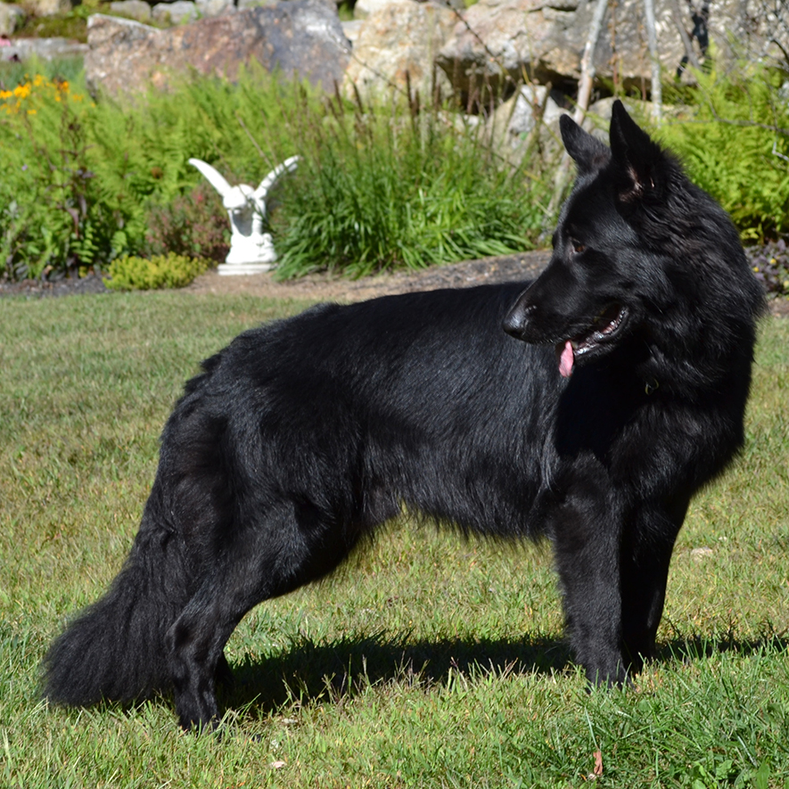Black Hairy German Shepherd Dog