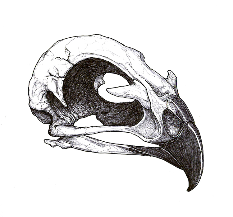 Black Ink Hawk Skull Tattoo Design By Mr Starr