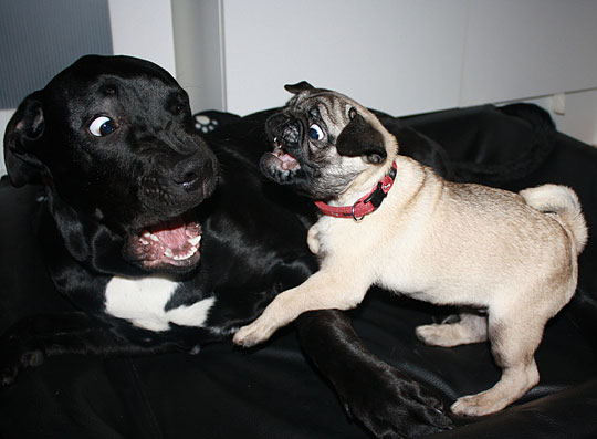 Black Labrador Retriever And Pug Dog Fighting Picture