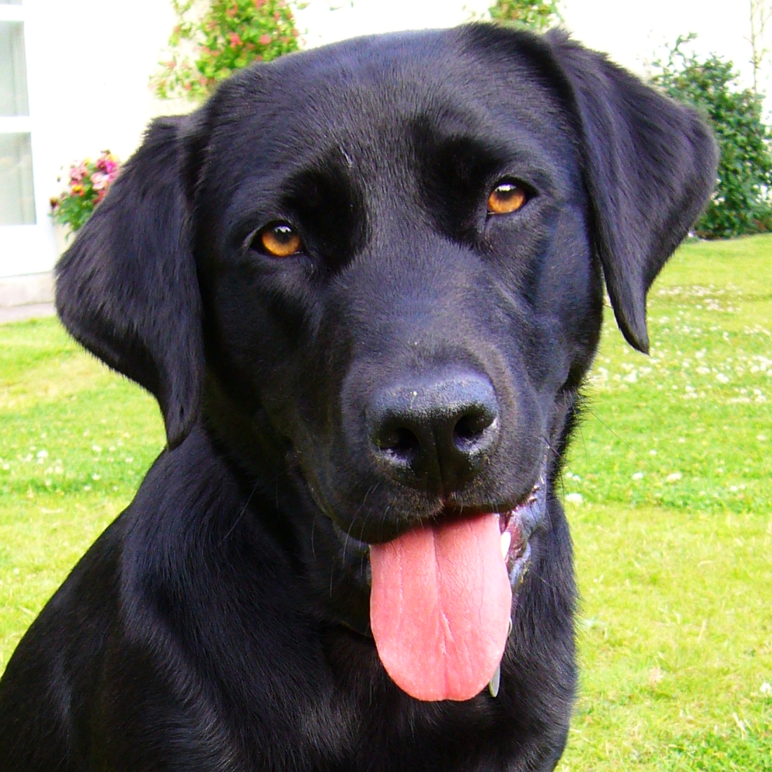 Black Labrador Retriever Dog Close Up