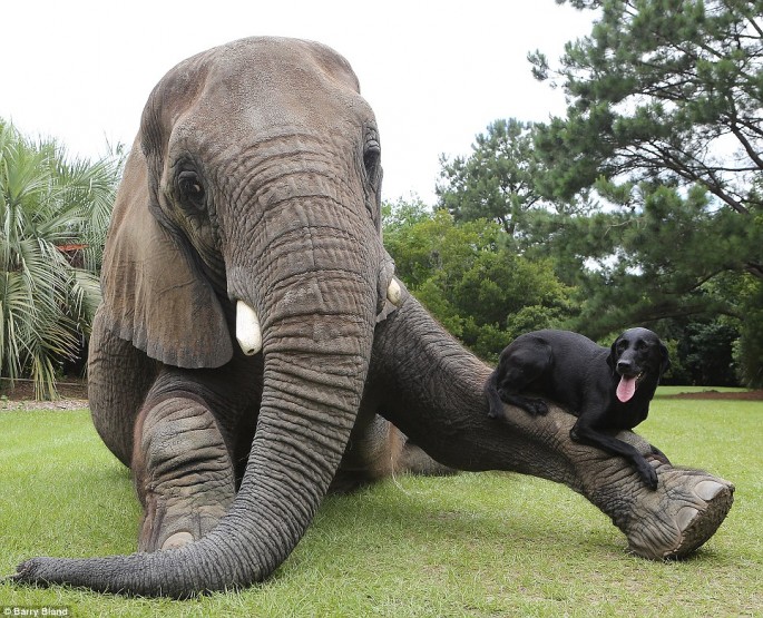 Black Labrador Retriever Dog Play With Elephant