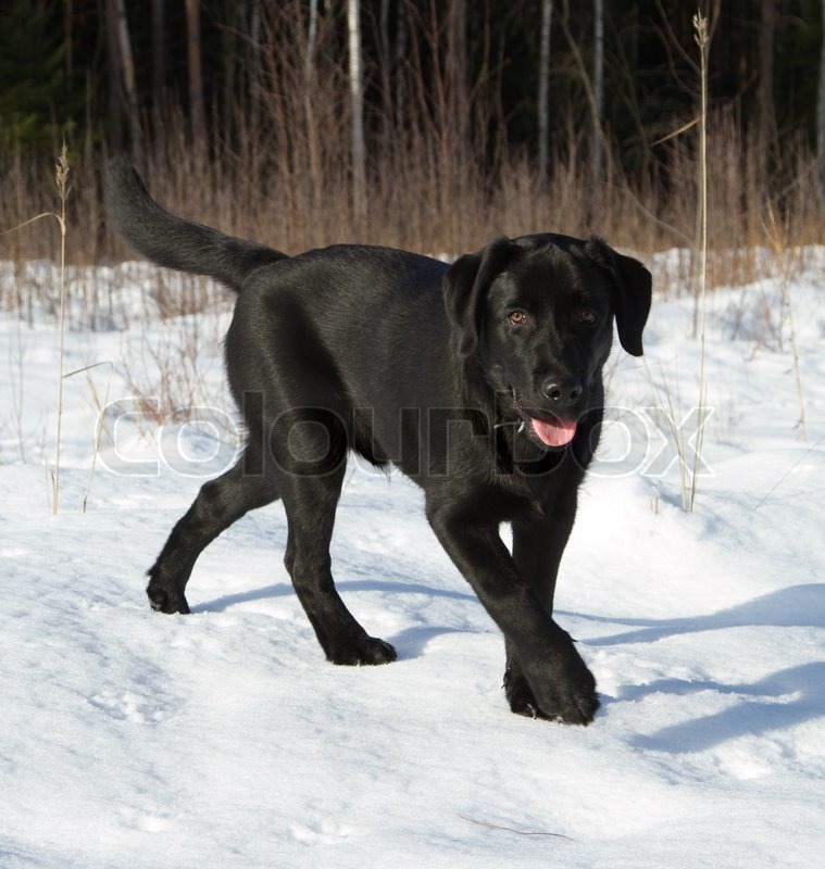 Black Labrador Retriever Dog Walking On Snow