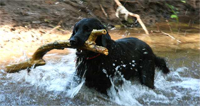 Black Labrador Retriever Fetching A Stick In Water