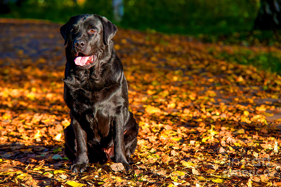 Black Labrador Retriever In Autumn Forest