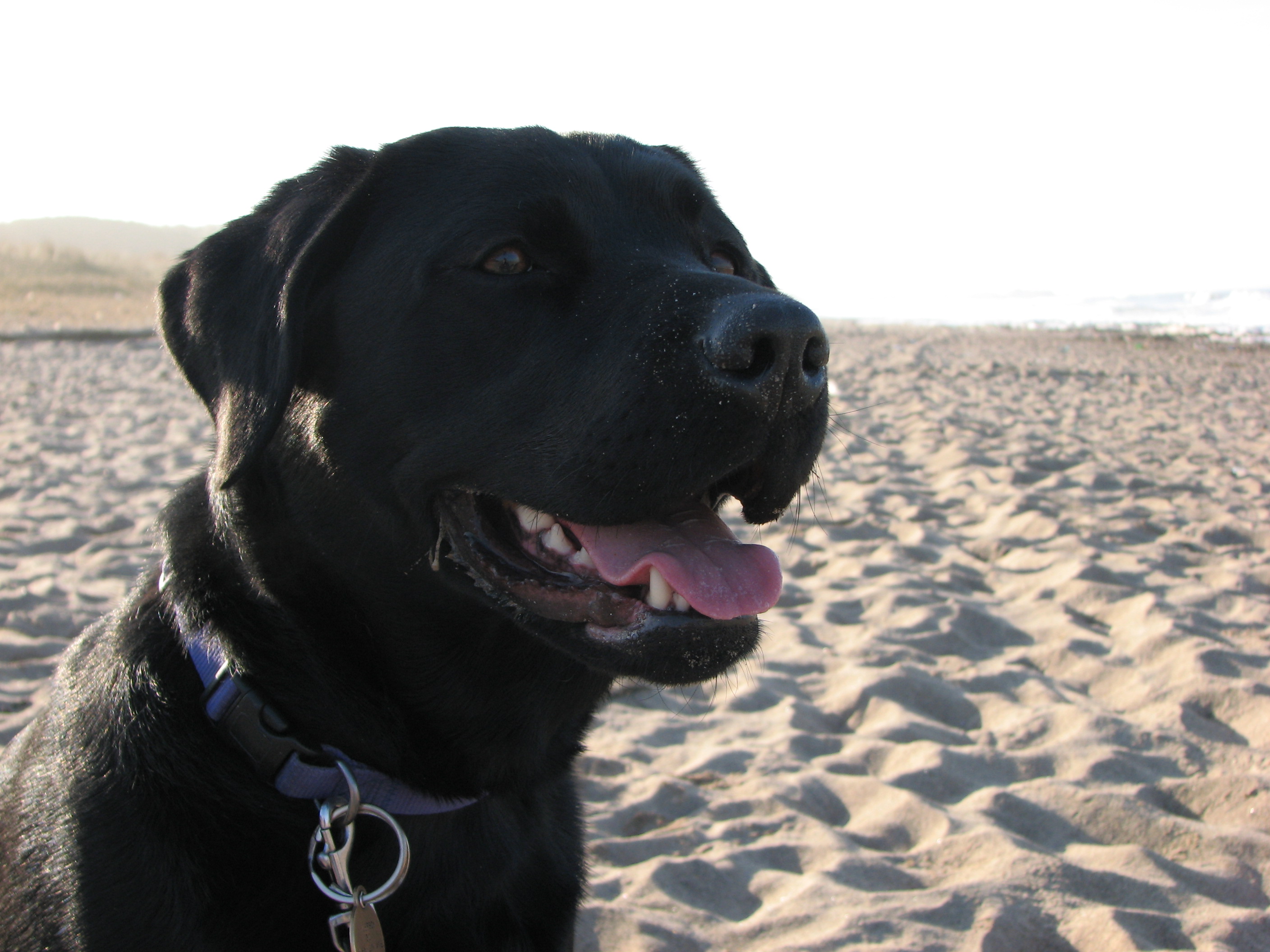 Black Labrador Retriever In Desert