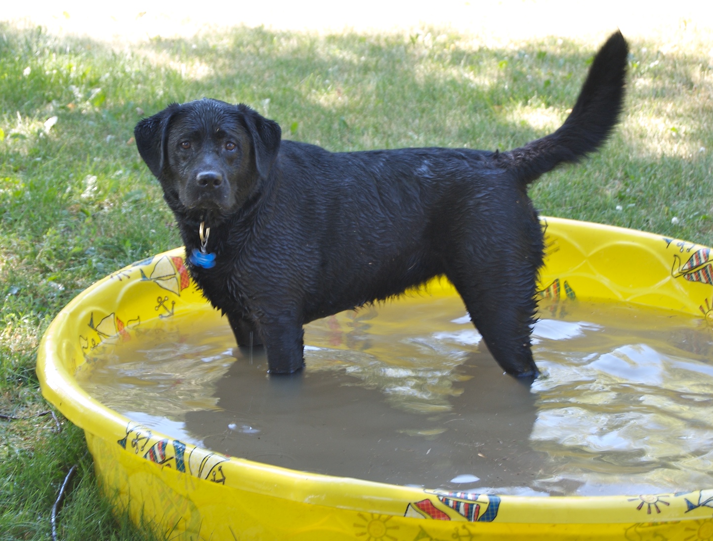 Black Labrador Retriever In Kids Pool