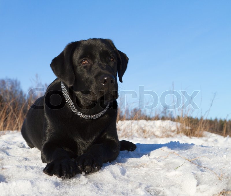 Black Labrador Retriever In Snow Picture