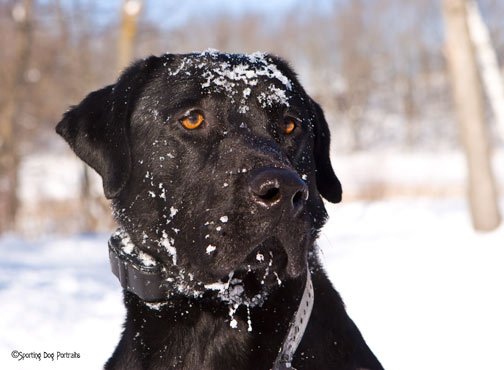 Black Labrador Retriever In Snow