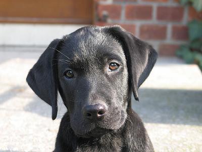 Black Labrador Retriever Puppy Looking At You