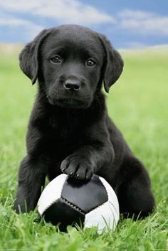 Black Labrador Retriever Puppy Playing With Ball