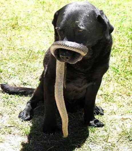 Black Labrador Retriever Puppy With Deadly Snake Around His Snout