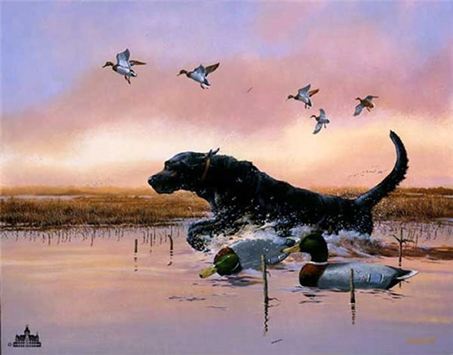 Black Labrador Retriever Running In Water Picture