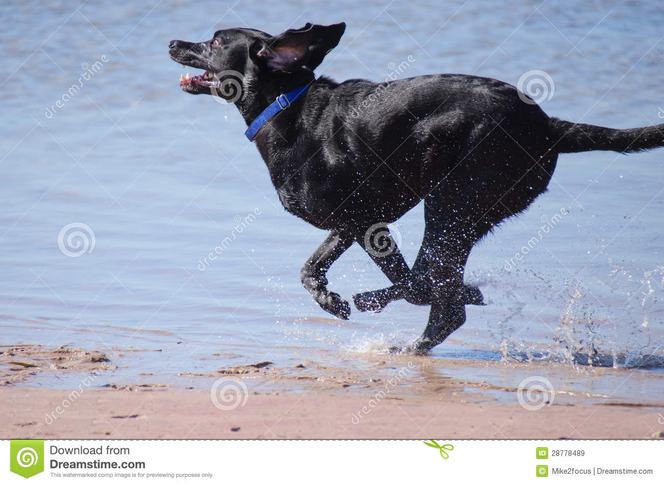 Black Labrador Retriever Running In Water