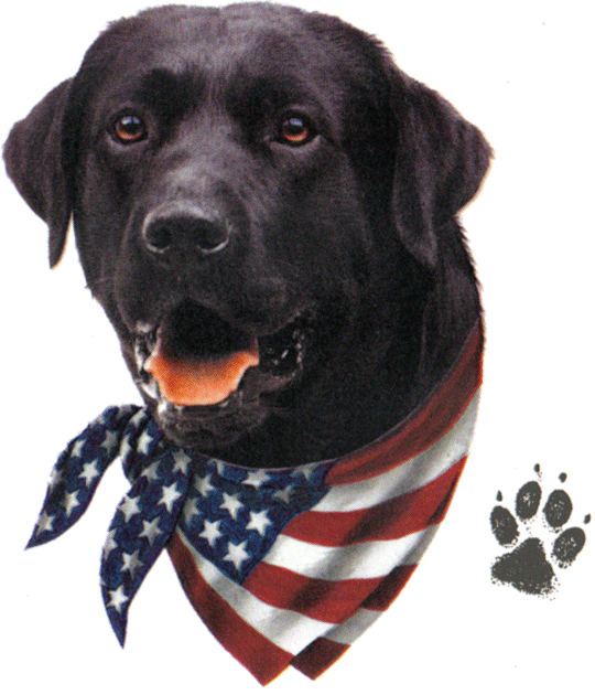 Black Labrador Retriever With American Flag Bandanna And Paw Print