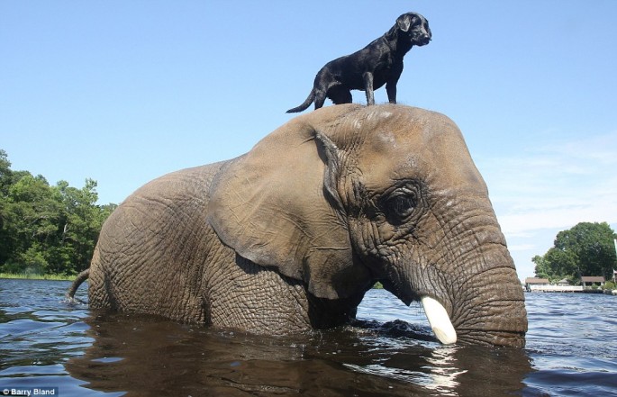 Black Labrador Retriever With Elephant Enjoying In Water